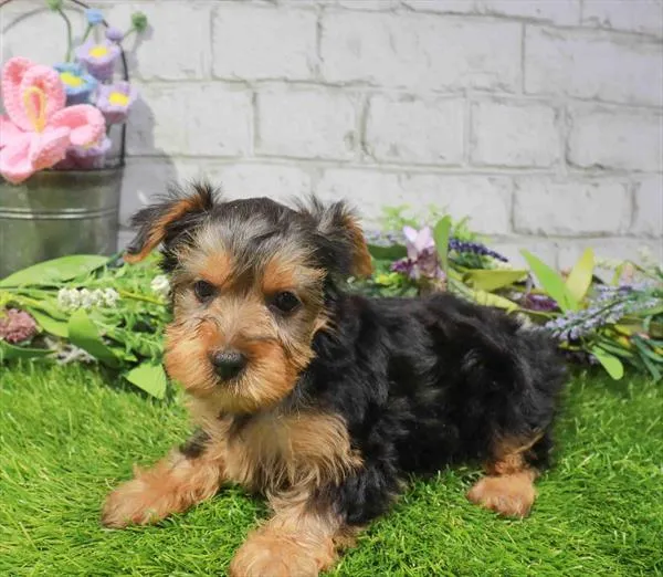 Female Yorkie puppy for sale at Waggles-Ft. Myers.
