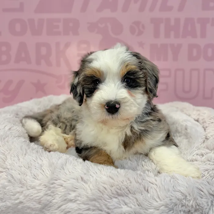 Female Mini Bernedoodle 2Nd Gen puppy named Corinne for sale at Waggles-Ft. Myers.