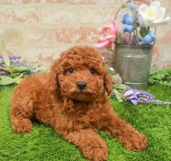 Male Mini Poodle puppy named Jasper for sale at Waggles-Ft. Myers.