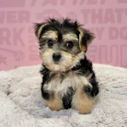 Female Yochon puppy named Daphne for sale at Waggles-Ft. Myers.