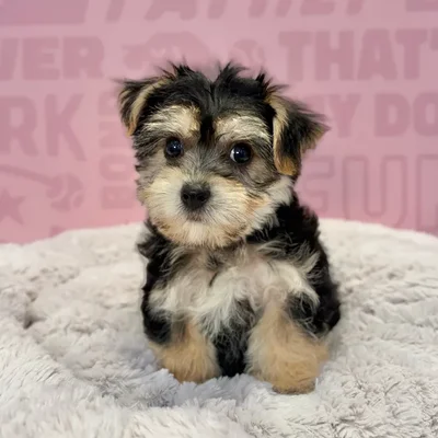 Female Yochon puppy named Daphne for sale at Waggles-Ft. Myers.
