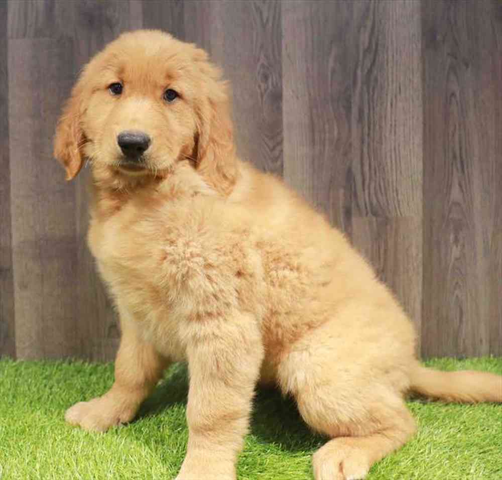 Female Golden Retriever puppy named Joyce for sale at Waggles-Ft. Myers.