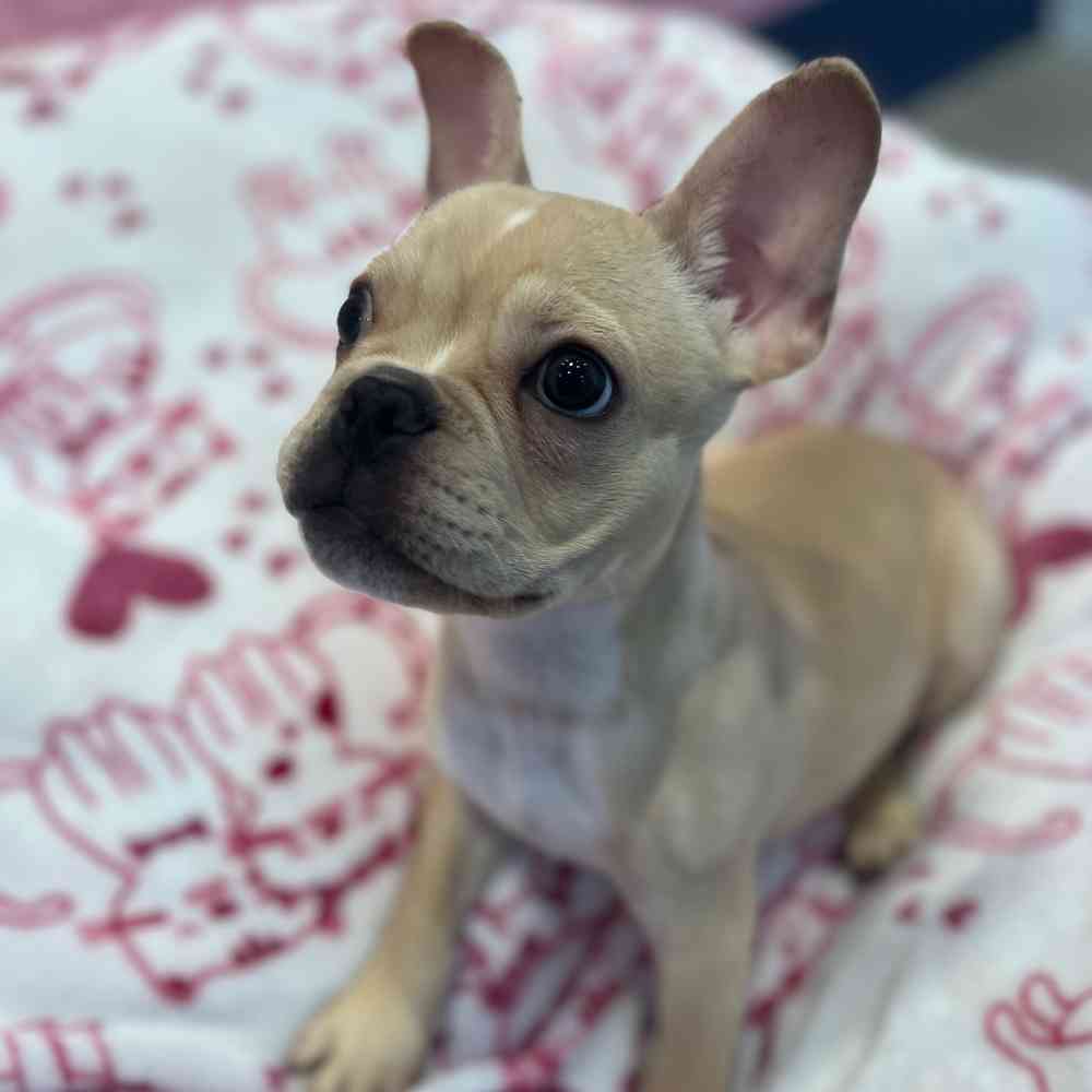 Female French Bulldog puppy named Hallie for sale at Waggles-Ft. Myers.