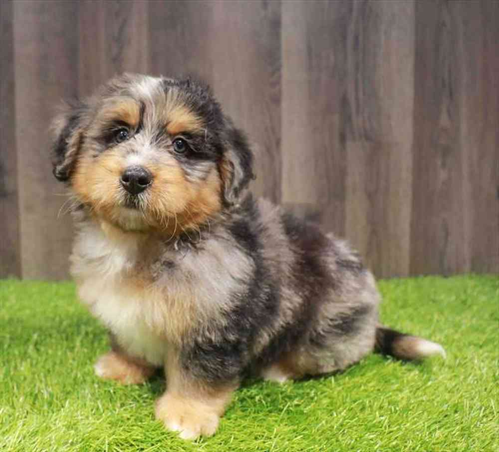 Male Mini Bernedoodle 2Nd Gen puppy named Preston for sale at Waggles-Ft. Myers.