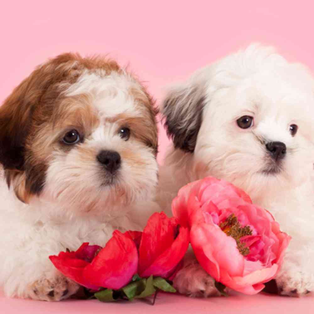 Malshi Puppies for Sale image