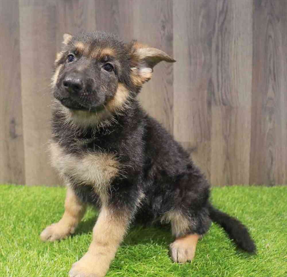 Female German Shepherd puppy named Rosemary for sale at Waggles-Ft. Myers.