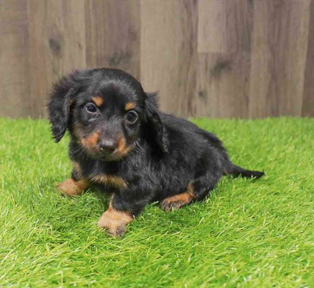 Female Dachshund puppy named Ebony for sale at Waggles-Ft. Myers.