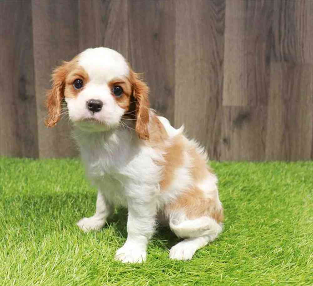 Male Cavalier King Charles Spaniel puppy named Edwin for sale at Waggles-Ft. Myers.