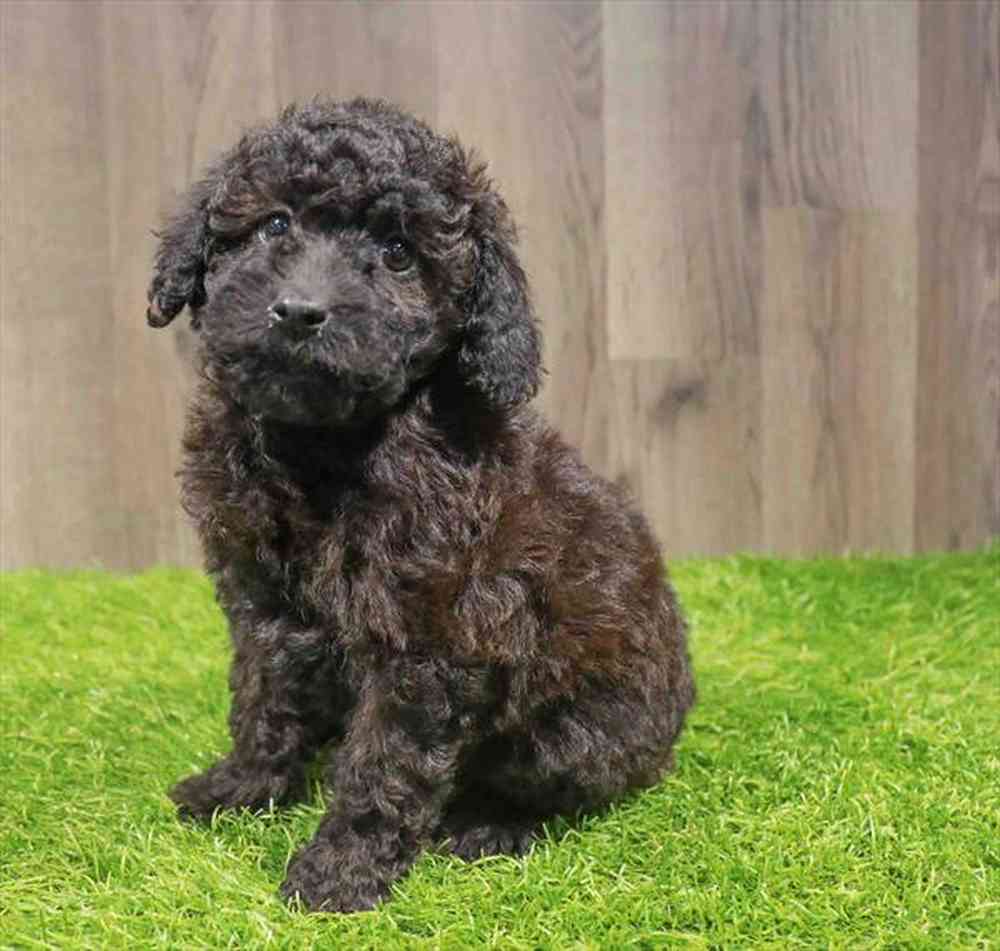 Male Cavapoo puppy named Bennett for sale at Waggles-Ft. Myers.