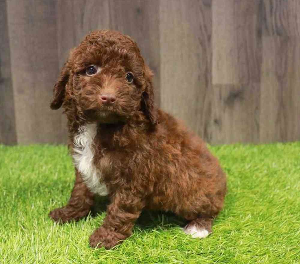 Male Mini Poodle puppy named Charles for sale at Waggles-Ft. Myers.