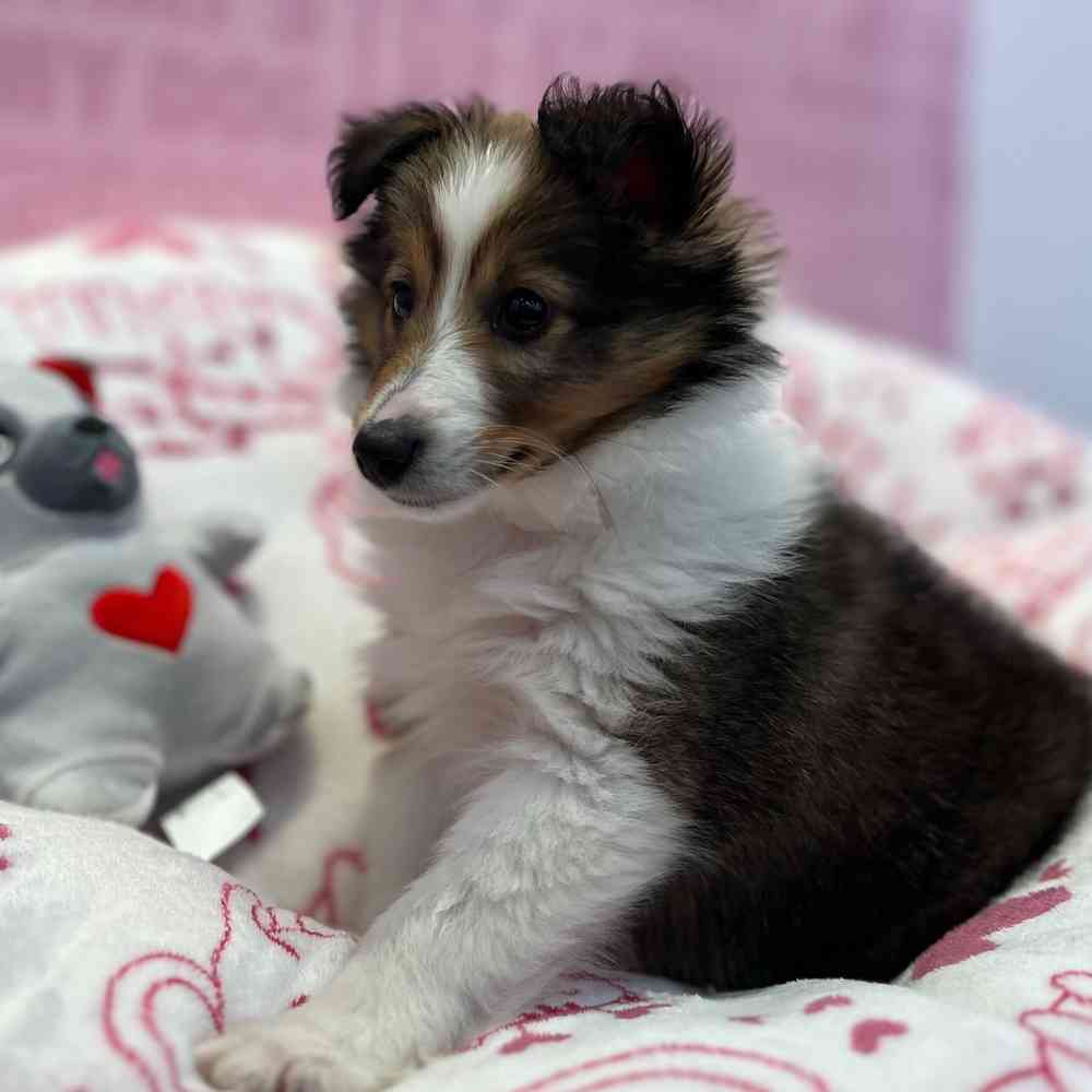 Male Sheltie puppy named Oliver for sale at Waggles-Ft. Myers.
