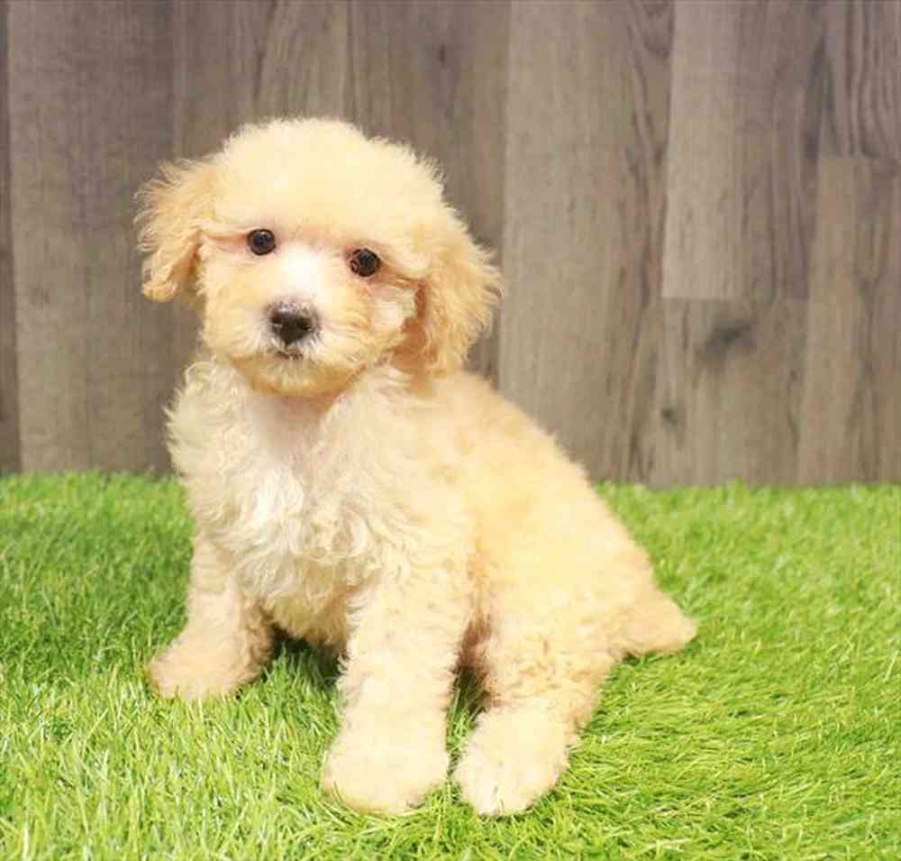 Female Mini Poodle puppy named Hazel for sale at Waggles-Ft. Myers.