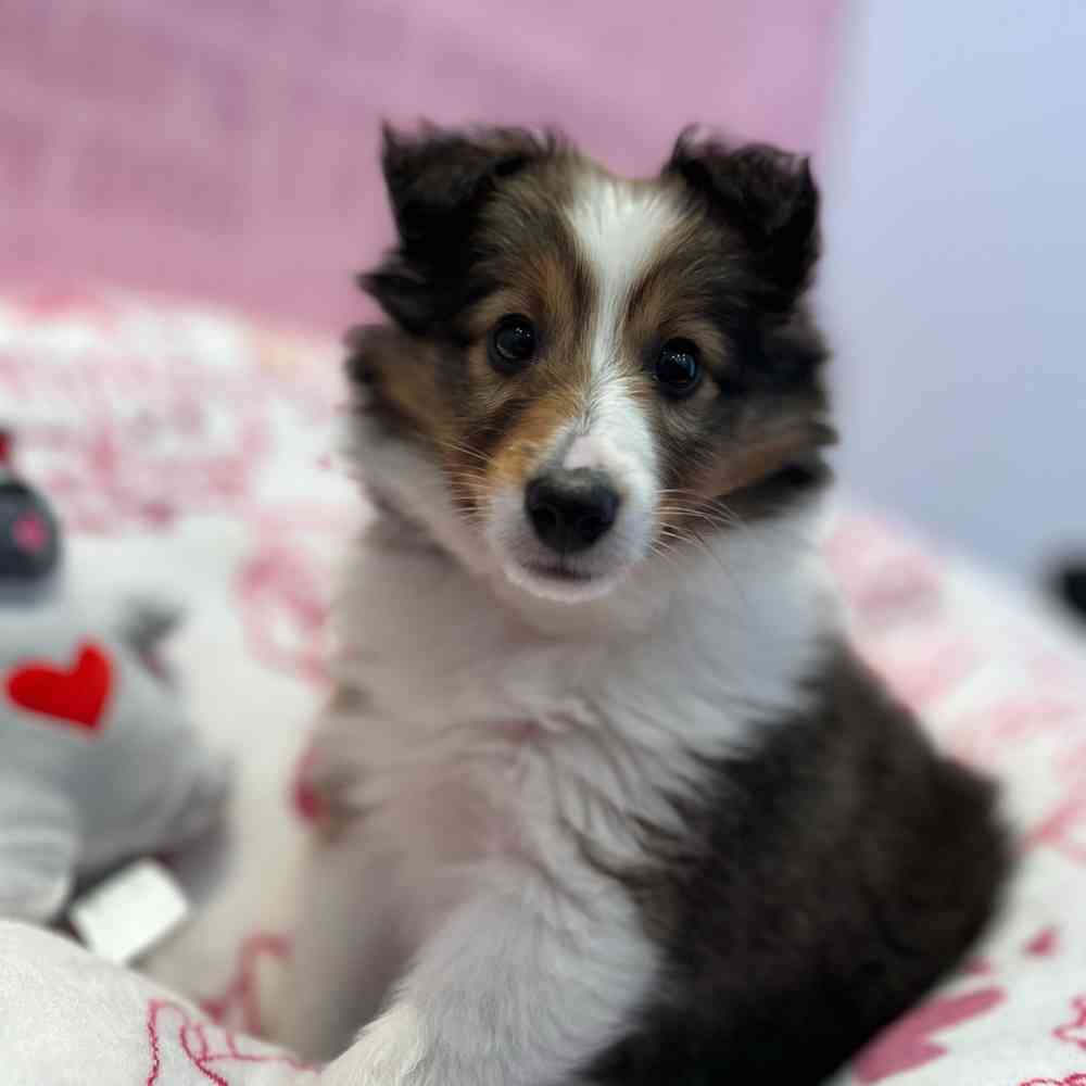 Male Sheltie puppy named Oliver for sale at Waggles-Ft. Myers.