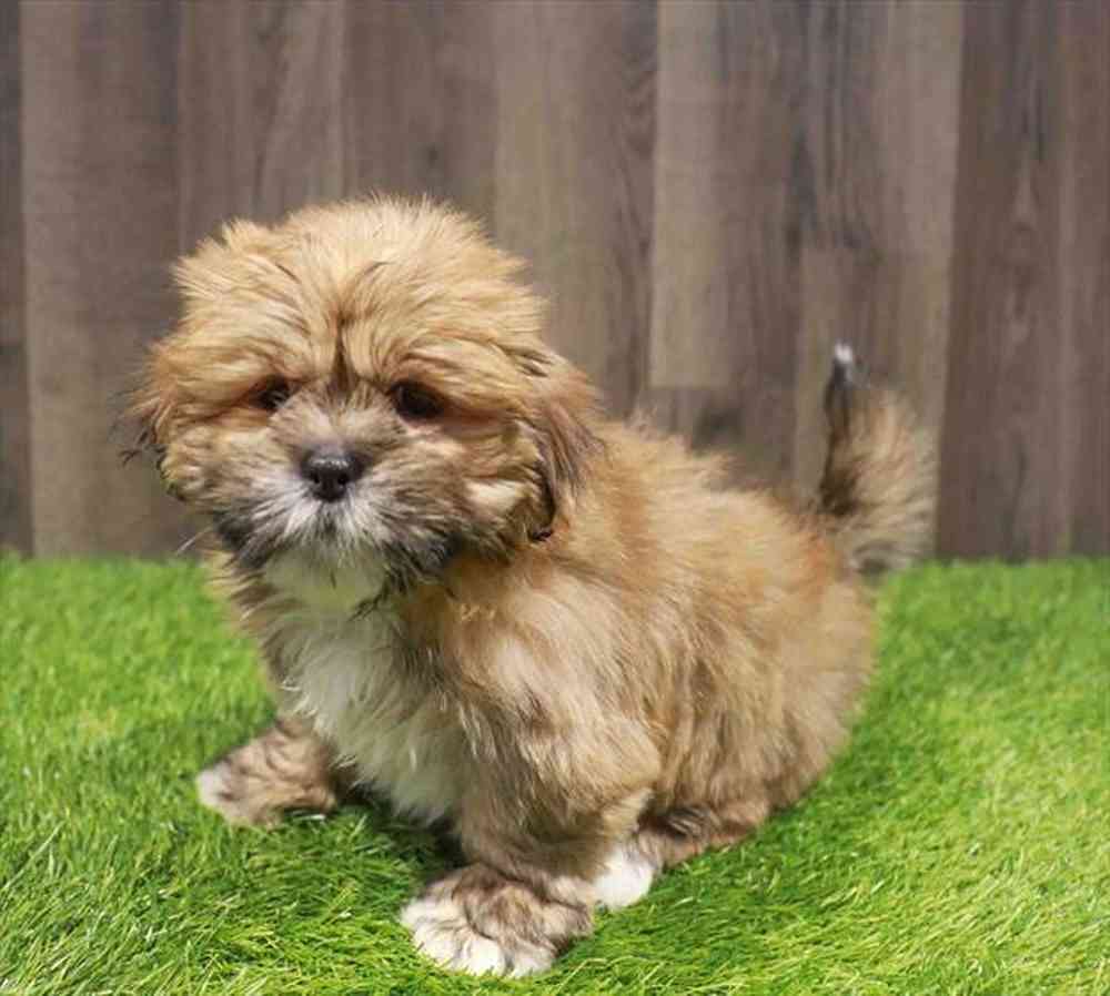 Female Lhasa Apso puppy named Erin for sale at Waggles-Ft. Myers.
