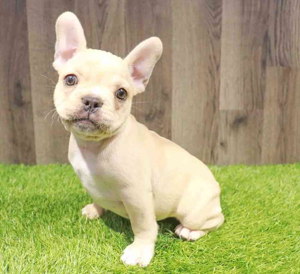 Female French Bulldog puppy named Hallie for sale at Waggles-Ft. Myers.