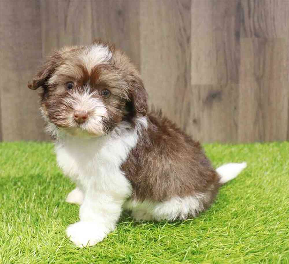 Male Havanese puppy named Isaac for sale at Waggles-Ft. Myers.