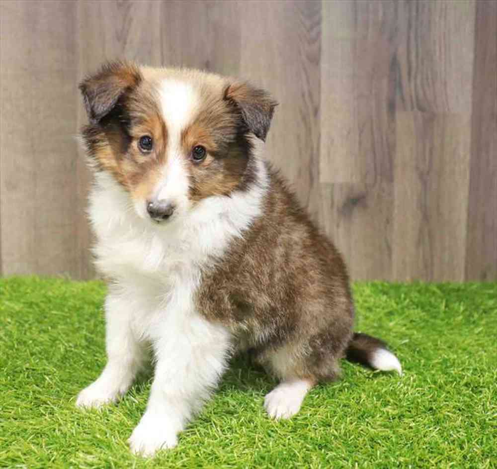 Male Sheltie puppy named Oliver for sale at Waggles-Ft. Myers.
