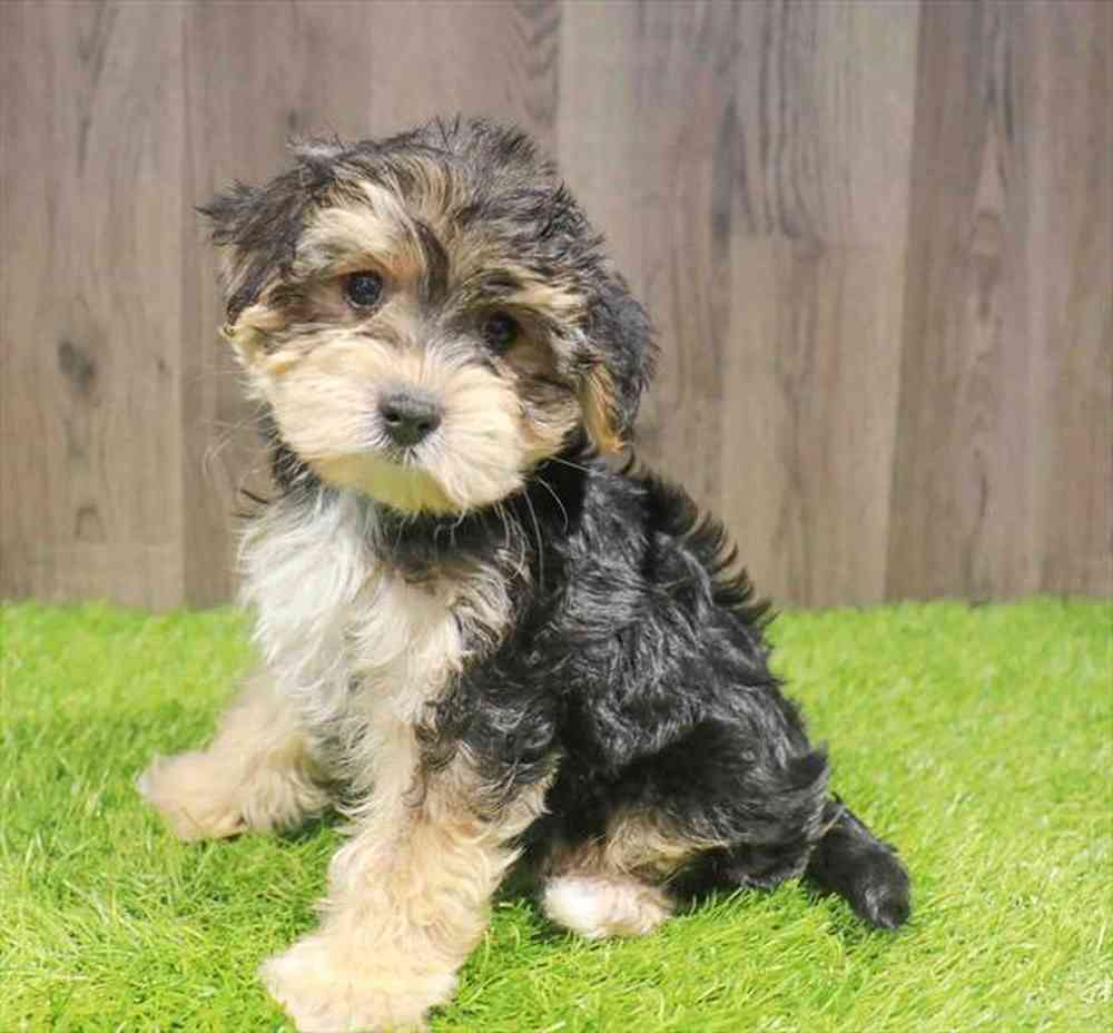 Male Morkie puppy named Lance for sale at Waggles-Ft. Myers.