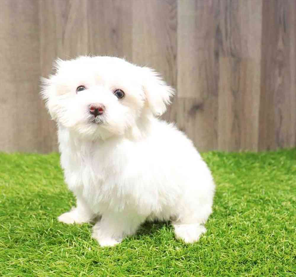 Female Maltese puppy named Amelia for sale at Waggles-Ft. Myers.