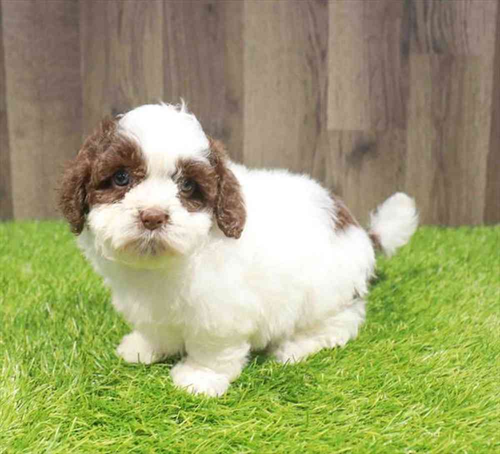 Male Shipoo puppy named Derek for sale at Waggles-Ft. Myers.