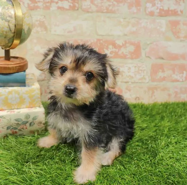 Female Yorkie puppy named Aurora for sale at Waggles-Ft. Myers.