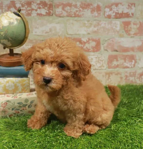 Male Mini Goldendoodle 2Nd Gen puppy named Marty for sale at Waggles-Ft. Myers.