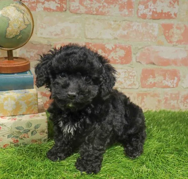 Female Yorkie-Poo puppy named Cookie for sale at Waggles-Ft. Myers.