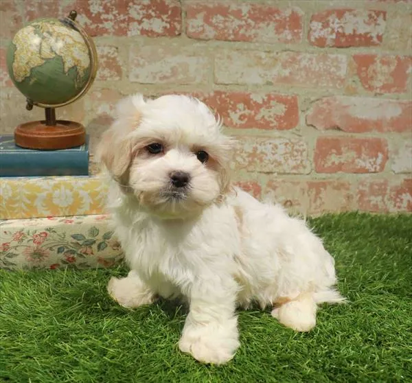 Male Havanese-Shih Tzu puppy named Frankie for sale at Waggles-Ft. Myers.