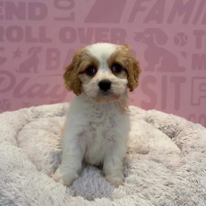 Male Cockapoo puppy named Winston for sale at Waggles-Ft. Myers.