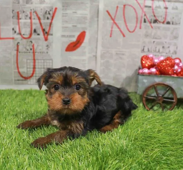 Male Yorkie puppy named Frankie for sale at Waggles-Ft. Myers.
