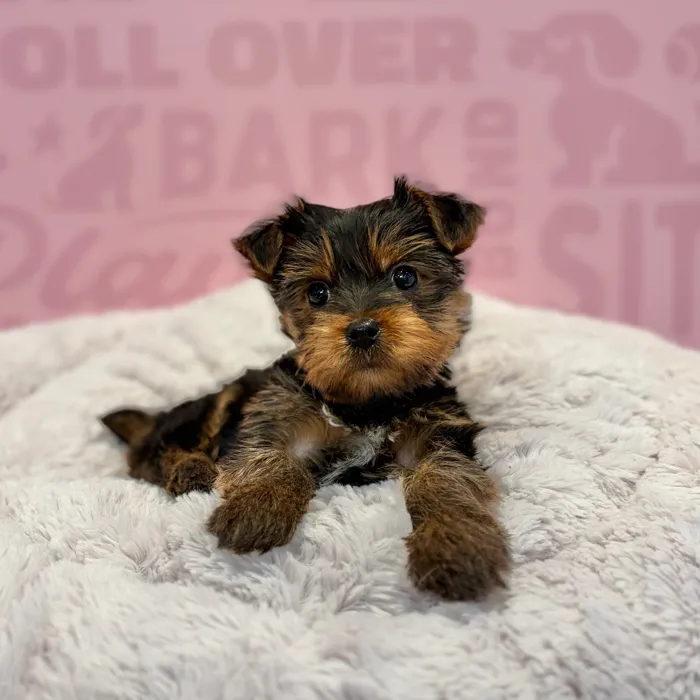 Male Yorkie puppy named Frankie for sale at Waggles-Ft. Myers.