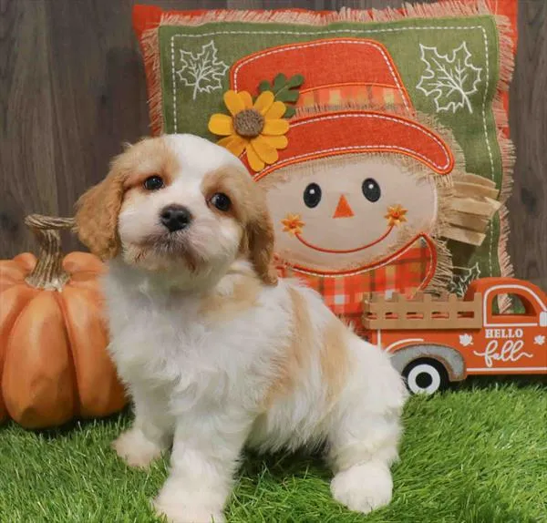 Male Cockapoo puppy named Winston for sale at Waggles-Ft. Myers.