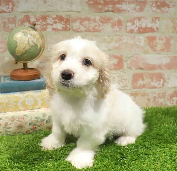 Male Cockachon puppy named George for sale at Waggles-Ft. Myers.