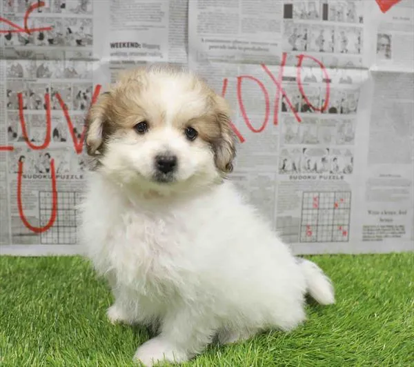 Male Pom-A-Poo puppy named Oakley for sale at Waggles-Ft. Myers.