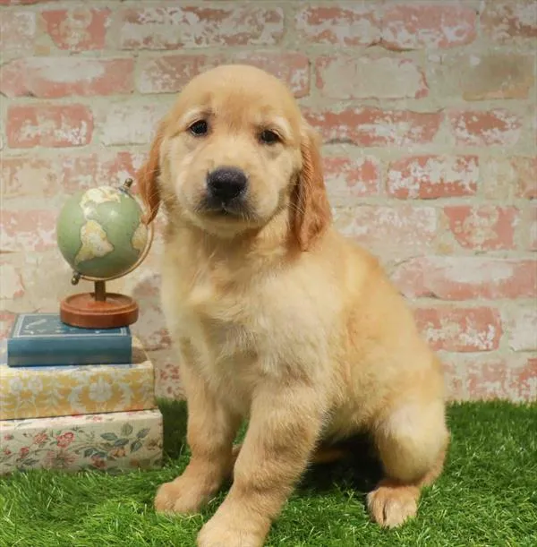 Female Golden Retriever puppy named Butterscotch for sale at Waggles-Ft. Myers.