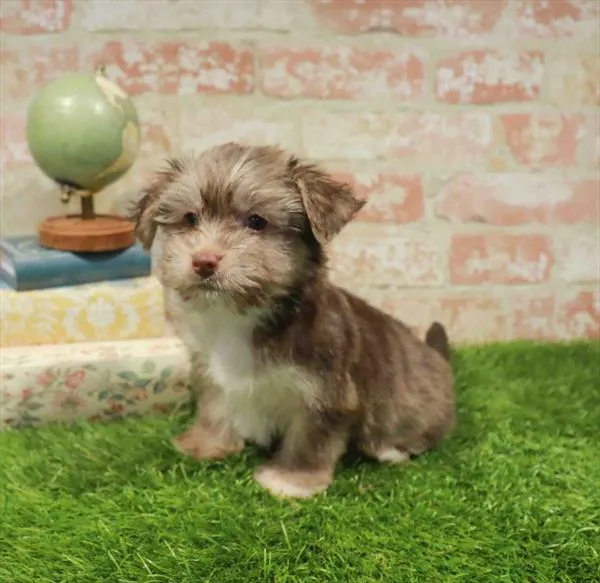 Male Havashire puppy named Sargeant for sale at Waggles-Ft. Myers.