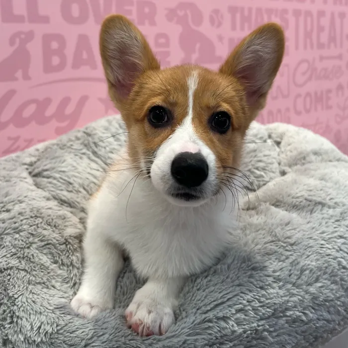 Female Pembroke Welsh Corgi puppy named Olive for sale at Waggles-Ft. Myers.