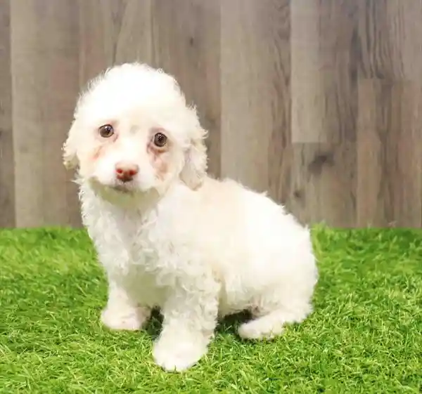 Female Cockapoo 2Nd Gen puppy named Julia for sale at Waggles-Ft. Myers.