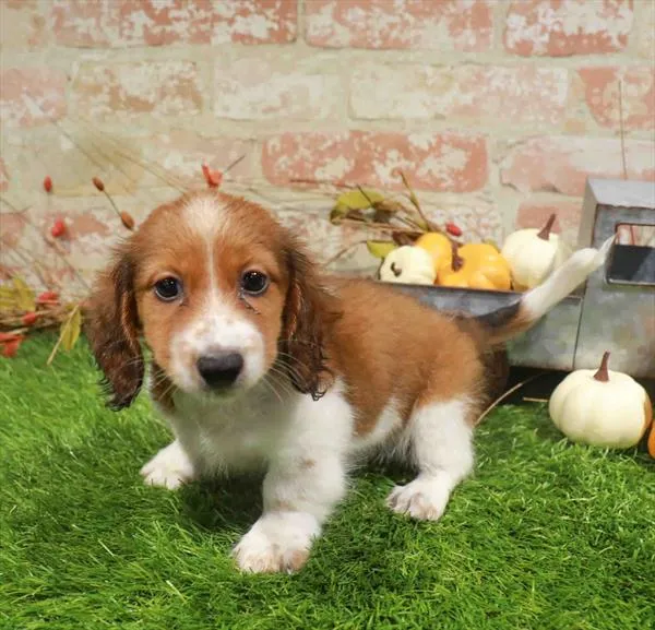 Male Dachshund puppy named Alvin for sale at Waggles-Ft. Myers.