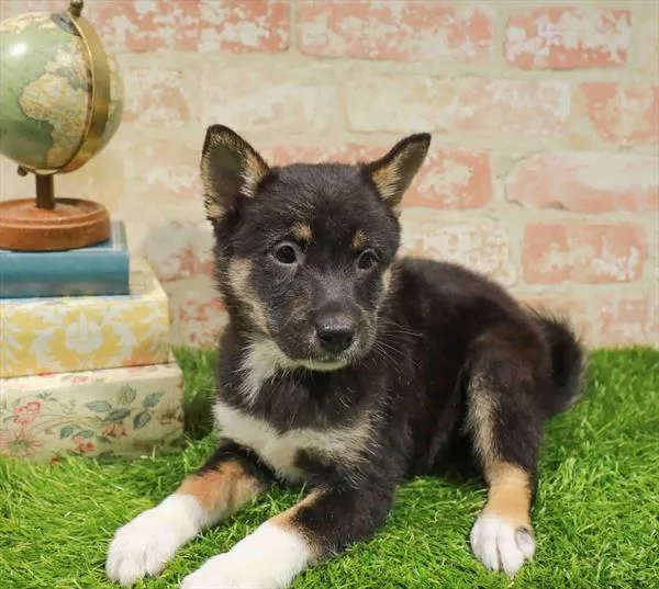 Female Shiba Inu puppy named Reba for sale at Waggles-Ft. Myers.