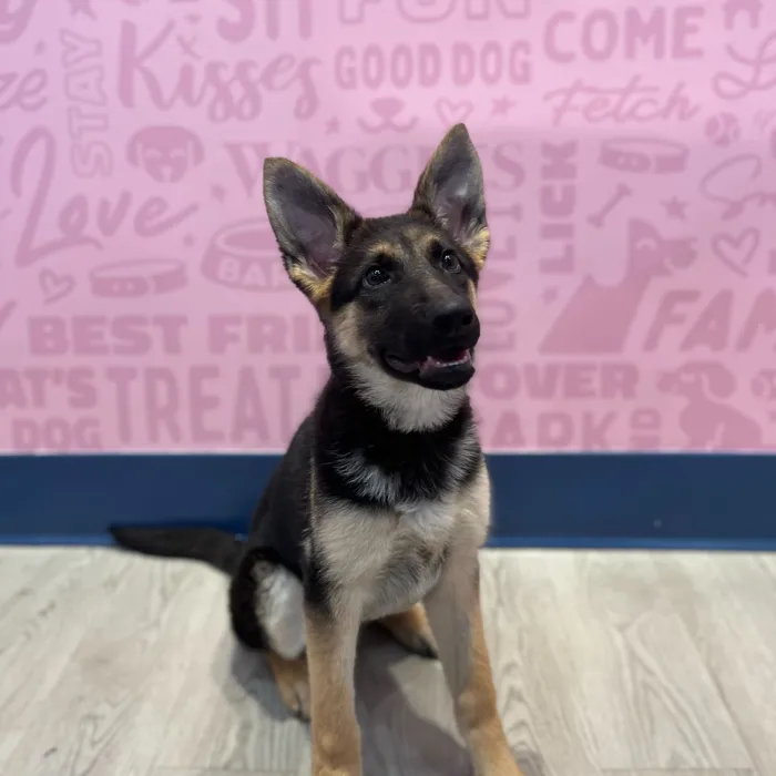 Female German Shepherd puppy named Rosemary for sale at Waggles-Ft. Myers.