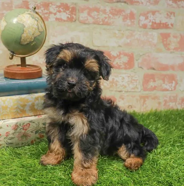 Female Morkie puppy named Emmy for sale at Waggles-Ft. Myers.