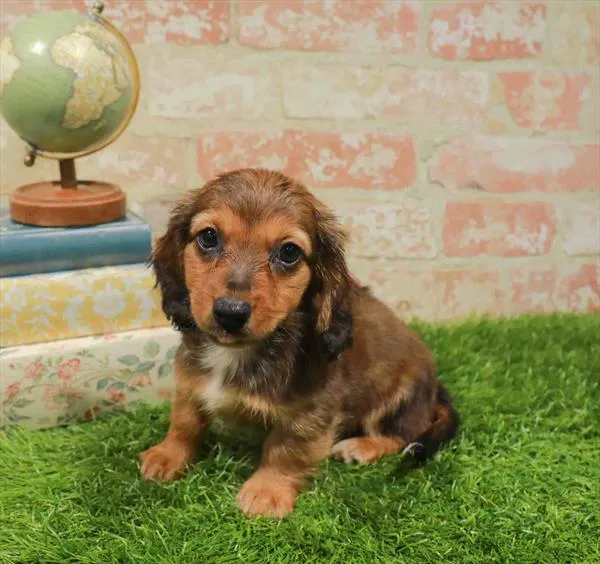 Female Dachshund puppy named Bailey for sale at Waggles-Ft. Myers.