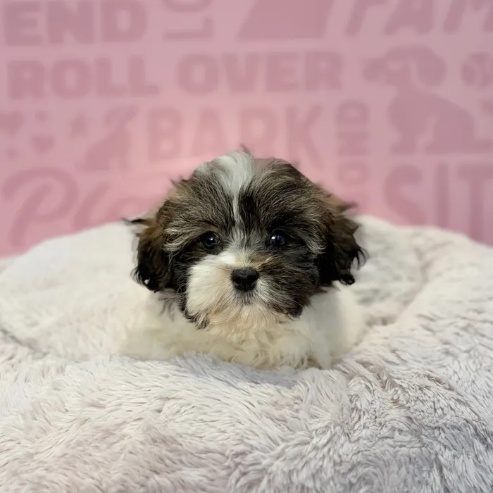 Female Malshi puppy named Camille for sale at Waggles-Ft. Myers.