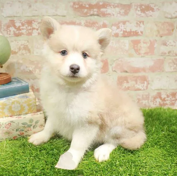 Male Pomsky puppy named Togo for sale at Waggles-Ft. Myers.