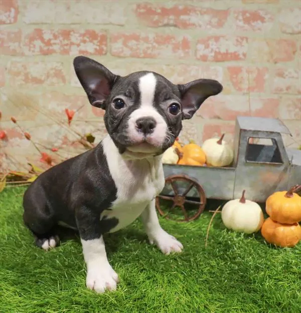 Male Boston Terrier puppy named Lancelot for sale at Waggles-Ft. Myers.
