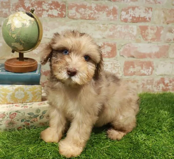 Female Schnoodle puppy named Darling for sale at Waggles-Ft. Myers.