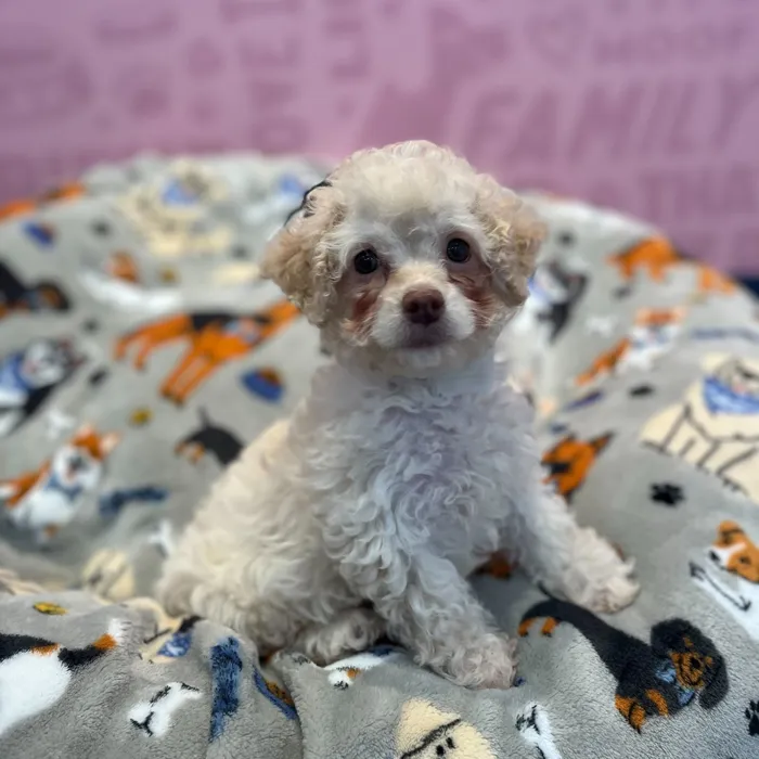 Female Cockapoo 2Nd Gen puppy named Julia for sale at Waggles-Ft. Myers.