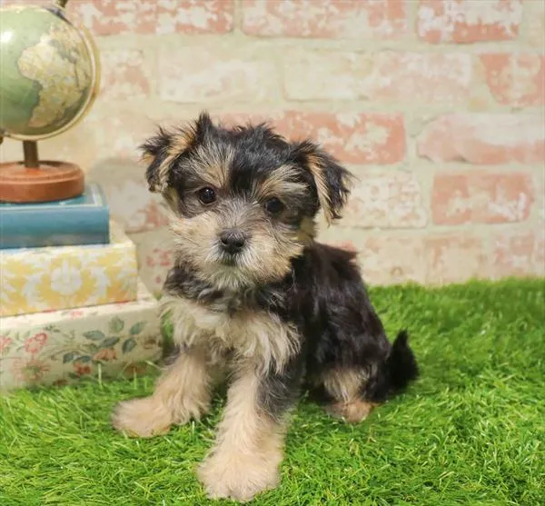 Female Morkie puppy named Mindy for sale at Waggles-Ft. Myers.