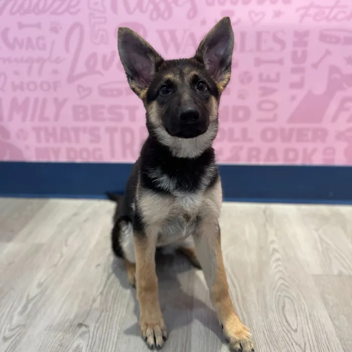 Female German Shepherd puppy named Rosemary for sale at Waggles-Ft. Myers.